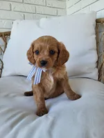 Joey, a male Cavapoo for sale in Clarkrange, TN – Photo 1 of 3