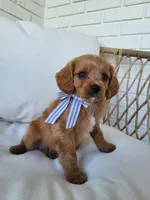 Joey, a male Cavapoo for sale in Clarkrange, TN – Photo 2 of 3
