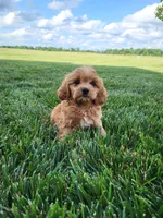 Kobe, a male Cavapoo for sale in Clarkrange, TN – 2 of 5
