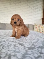 Kobe, a male Cavapoo for sale in Clarkrange, TN – 3 of 4