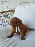 Jack, a male Cavapoo for sale in Clarkrange, TN – Photo 2 of 4