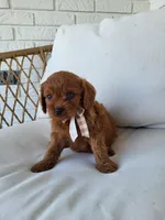 Jack, a male Cavapoo for sale in Clarkrange, TN – Photo 4 of 4