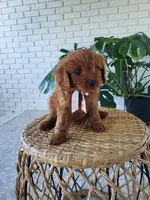 Jack, a male Cavapoo for sale in Clarkrange, TN – 3 of 4