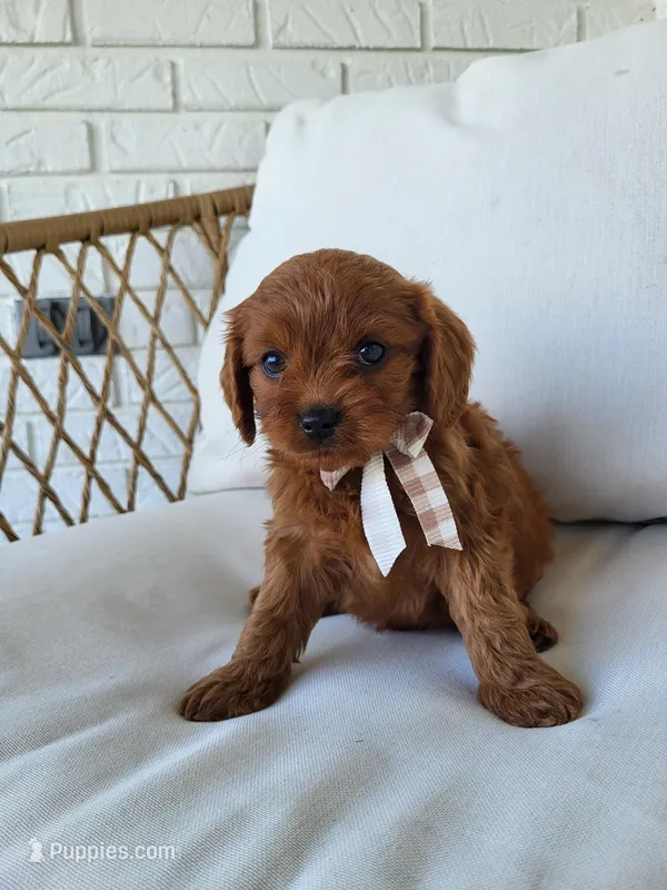 Jack – Cavapoo puppy for sale in Clarkrange, TN