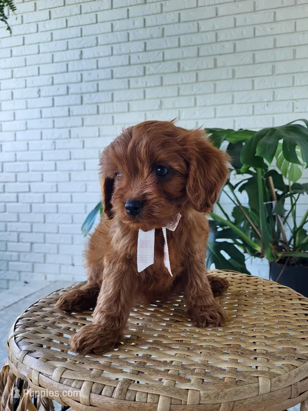Jack – Cavapoo puppy for sale in Clarkrange, TN