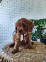 Jack, a male Cavapoo for sale in Clarkrange, TN – 1 of 4