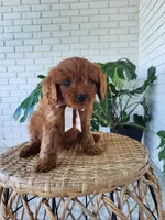 Jack, a male Cavapoo for sale in Clarkrange, TN – 2 of 4