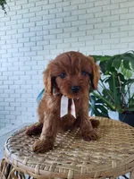 Jack, a male Cavapoo for sale in Clarkrange, TN – 4 of 4