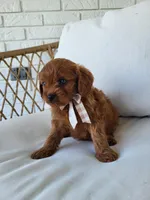 Jack, a male Cavapoo for sale in Clarkrange, TN – Photo 3 of 4