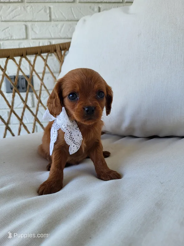 June – Cavapoo puppy for sale in Clarkrange, TN