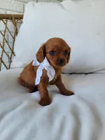 June, a female Cavapoo for sale in Clarkrange, TN – Photo 3 of 3