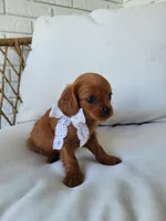 June, a female Cavapoo for sale in Clarkrange, TN – Photo 2 of 3