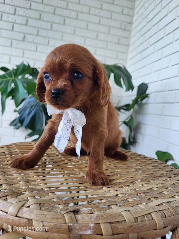 June – Cavapoo puppy for sale in Clarkrange, TN