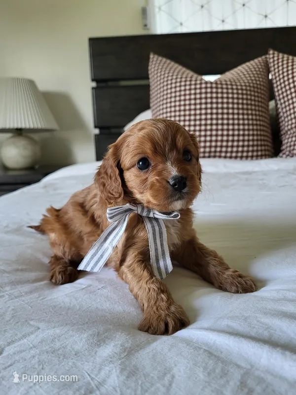 Ike – Cavapoo puppy for sale in Clarkrange, TN