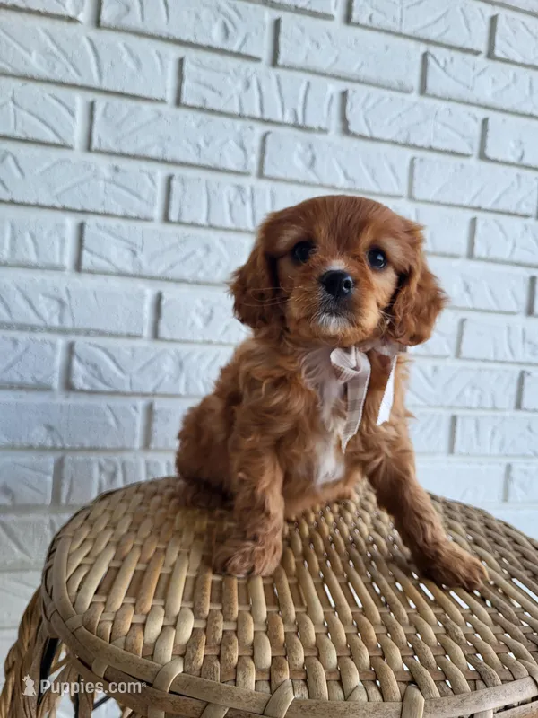 Ike – Cavapoo puppy for sale in Clarkrange, TN