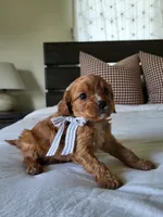 Ike, a male Cavapoo for sale in Clarkrange, TN – Photo 4 of 4