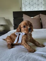 Ike, a male Cavapoo for sale in Clarkrange, TN – Photo 3 of 4