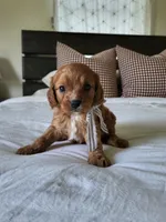 Ike, a male Cavapoo for sale in Clarkrange, TN – Photo 2 of 4