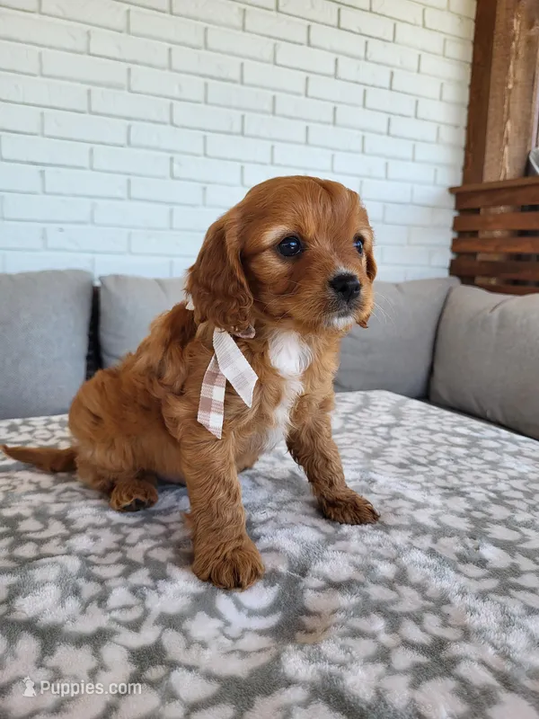 Ike – Cavapoo puppy for sale in Clarkrange, TN