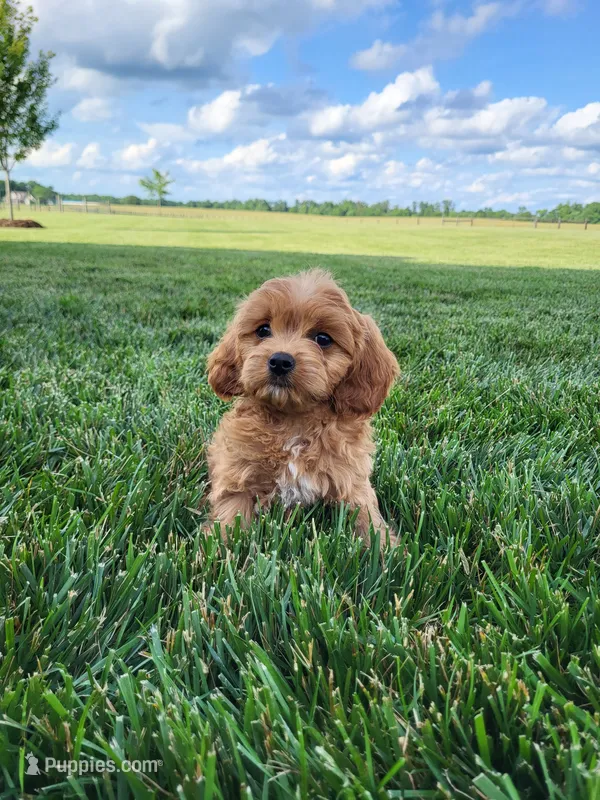 Kobe – Cavapoo puppy for sale in Clarkrange, TN