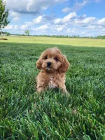 Kobe, a male Cavapoo for sale in Clarkrange, TN – 1 of 5