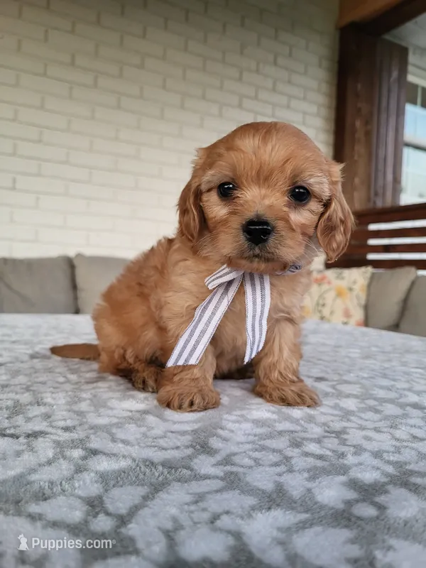 Kruz – Cavapoo puppy for sale in Clarkrange, TN