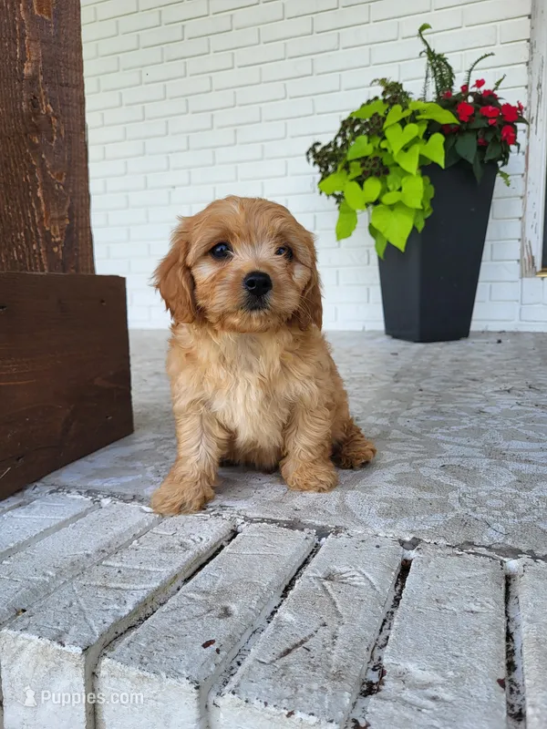Knox – Cavapoo puppy for sale in Clarkrange, TN