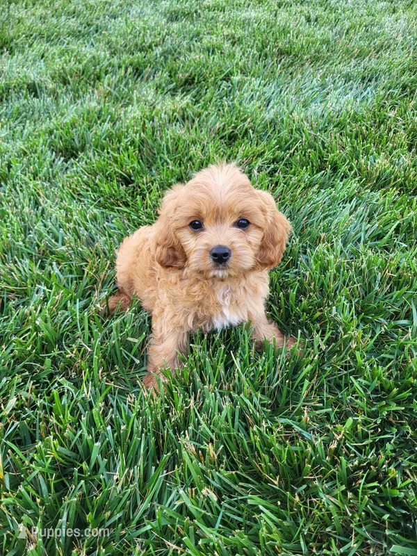 Kruz – Cavapoo puppy for sale in Clarkrange, TN