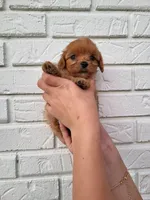 Kiki, a female Cavapoo for sale in Clarkrange, TN – 2 of 4
