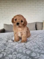 Knox, a male Cavapoo for sale in Clarkrange, TN – 2 of 3