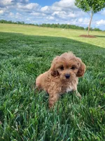 Kobe, a male Cavapoo for sale in Clarkrange, TN – 4 of 5