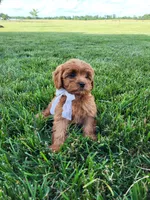 Kallie, a female Cavapoo for sale in Clarkrange, TN – 2 of 6