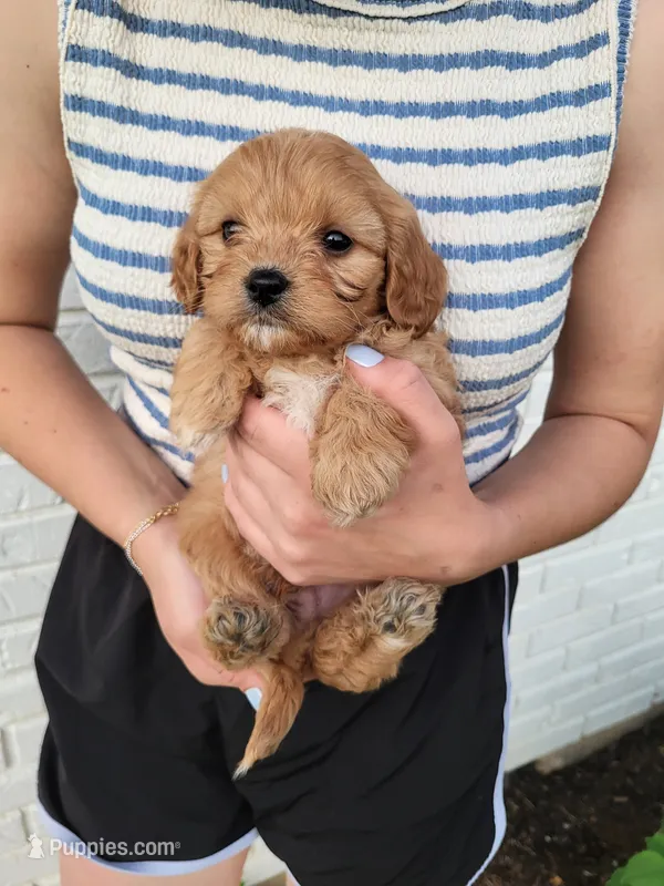 Knox, a male Cavapoo for sale in Clarkrange, TN – 1 of 3