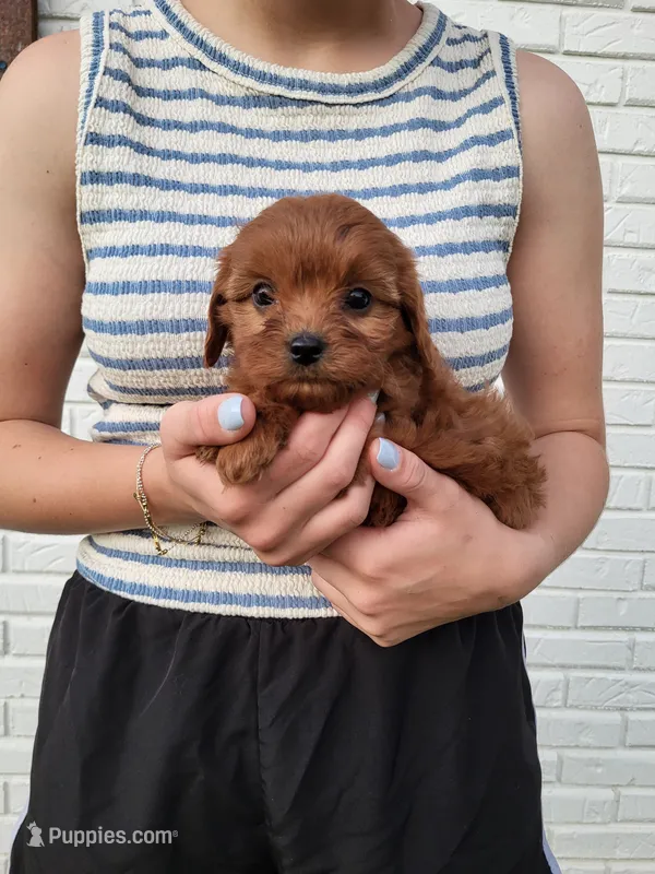 Kallie – Cavapoo puppy for sale in Clarkrange, TN