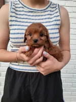 Kallie, a female Cavapoo for sale in Clarkrange, TN – 1 of 3