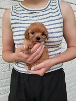 Kiki, a female Cavapoo for sale in Clarkrange, TN – 3 of 4