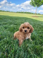 Kobe, a male Cavapoo for sale in Clarkrange, TN – 3 of 5