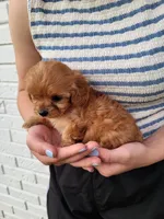 Kiki, a female Cavapoo for sale in Clarkrange, TN – 4 of 4