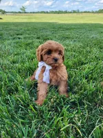 Kallie, a female Cavapoo for sale in Clarkrange, TN – 3 of 6