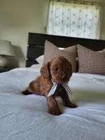 Ivan, a male Cavapoo for sale in Clarkrange, TN – Photo 4 of 4