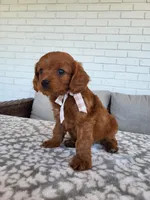 Ivan, a male Cavapoo for sale in Clarkrange, TN – Photo 5 of 5