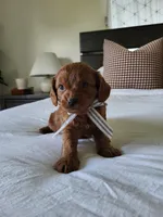 Ivan, a male Cavapoo for sale in Clarkrange, TN – Photo 3 of 4