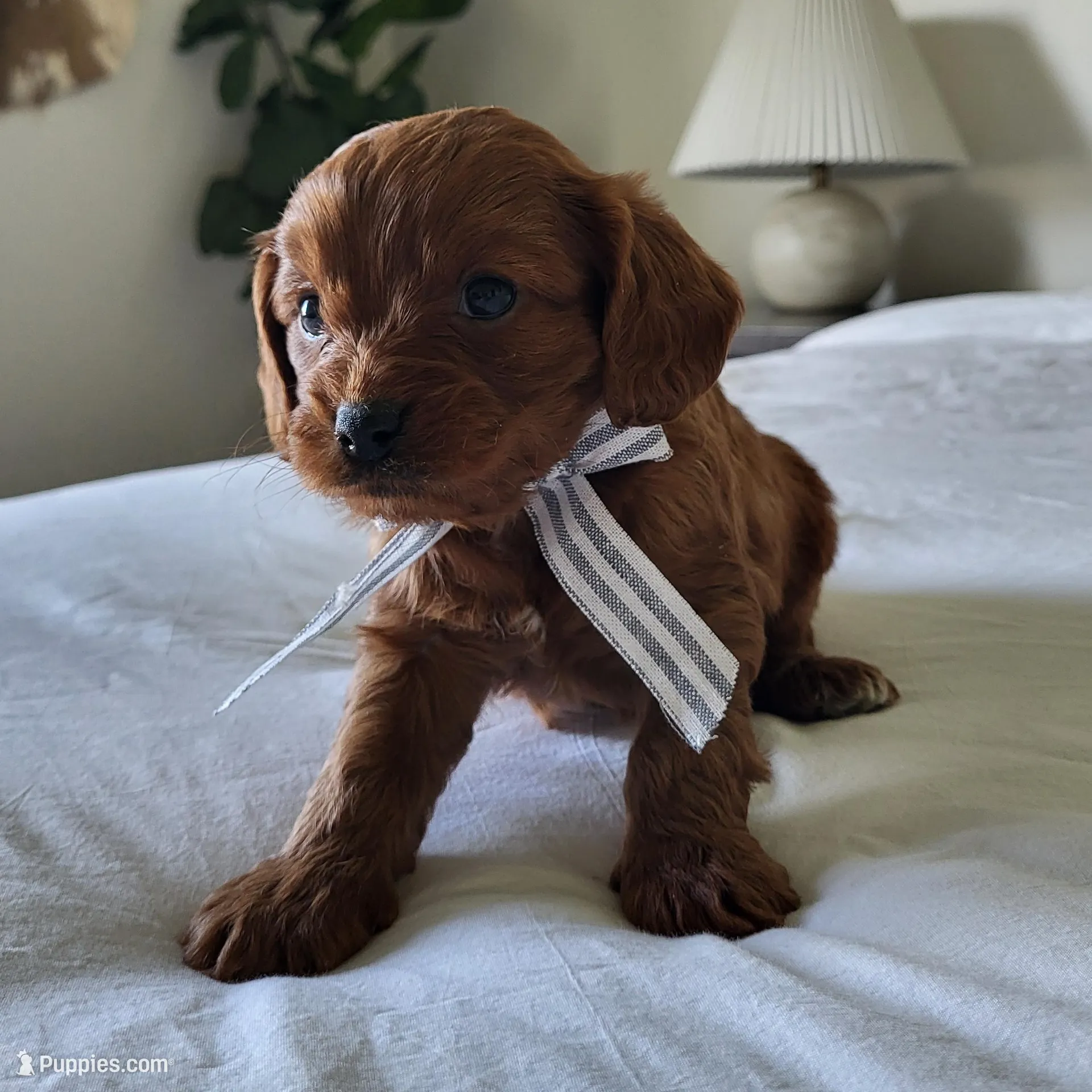 Ivan – Cavapoo puppy for sale in Clarkrange, TN