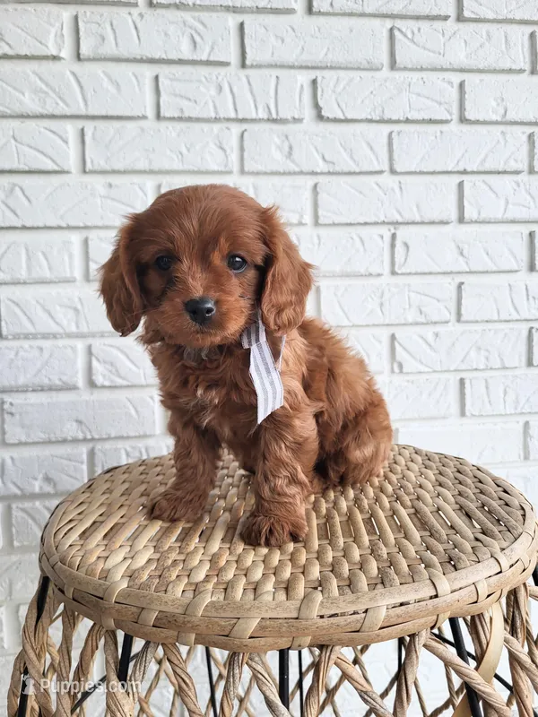 Ivan – Cavapoo puppy for sale in Clarkrange, TN