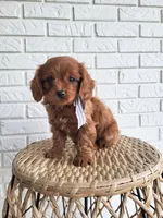 Ivan, a male Cavapoo for sale in Clarkrange, TN – Photo 1 of 5