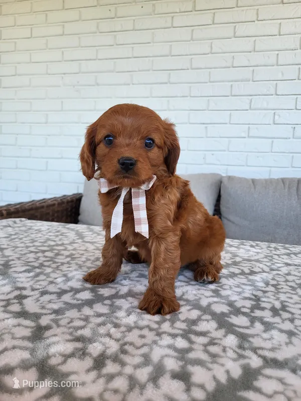 Ivan – Cavapoo puppy for sale in Clarkrange, TN