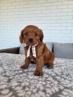 Ivan, a male Cavapoo for sale in Clarkrange, TN – Photo 3 of 5
