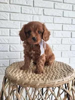 Ivan, a male Cavapoo for sale in Clarkrange, TN – Photo 2 of 5