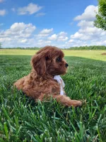 Kallie, a female Cavapoo for sale in Clarkrange, TN – 5 of 6