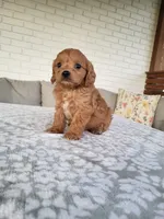 Kobe, a male Cavapoo for sale in Clarkrange, TN – 1 of 4